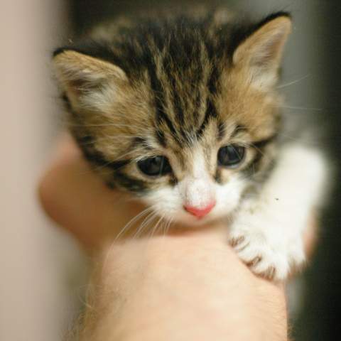itty bitty kitty